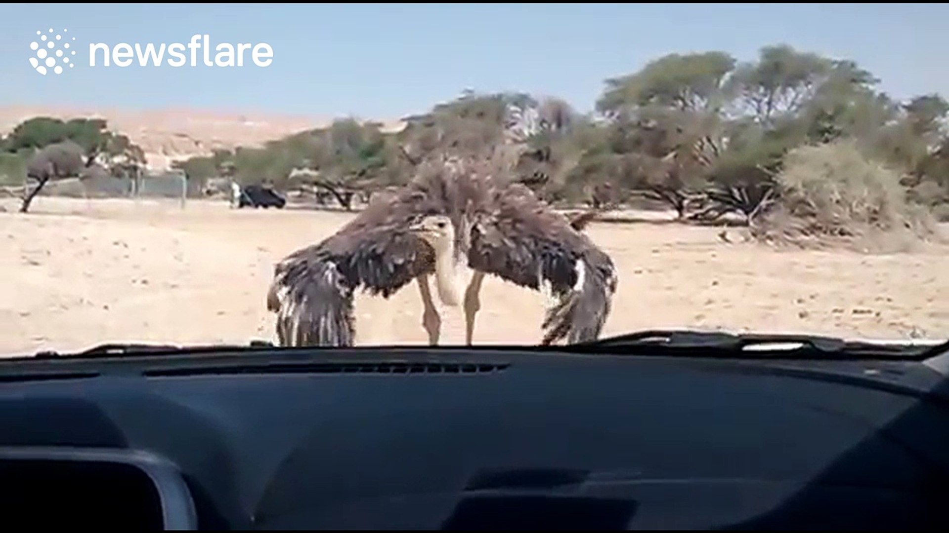 Ostrich attacks safari car in Israel