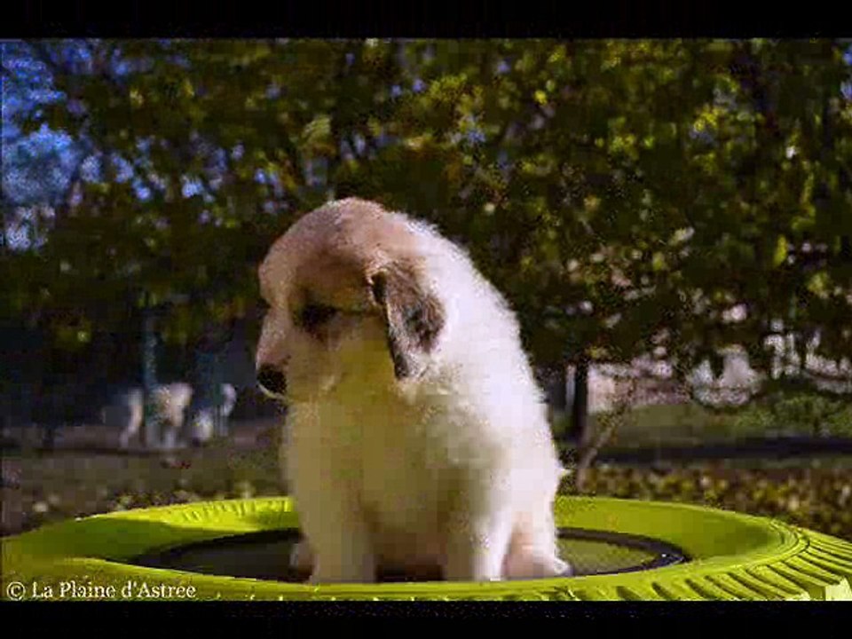Chiot montagne des pyrénées male 3 patou de Gérone de la Plaine d'Astrée à 5 semaine