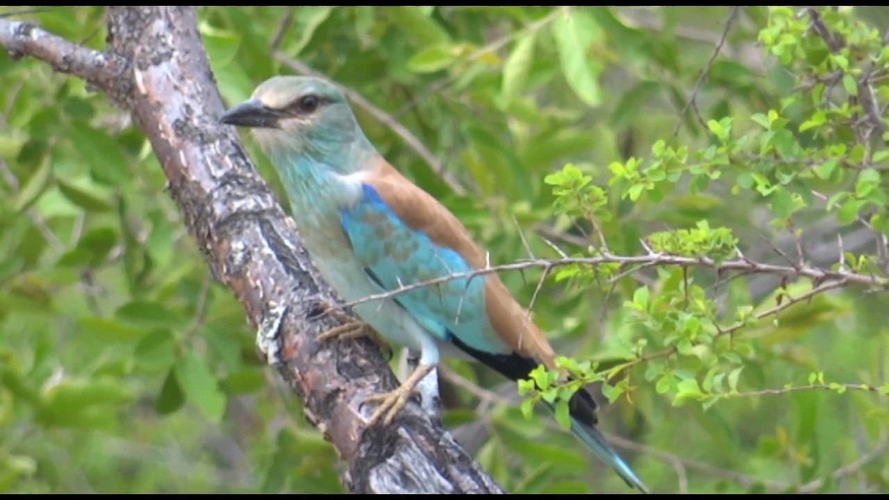 Afrique du Sud (Kruger Park) by Traveler's Step