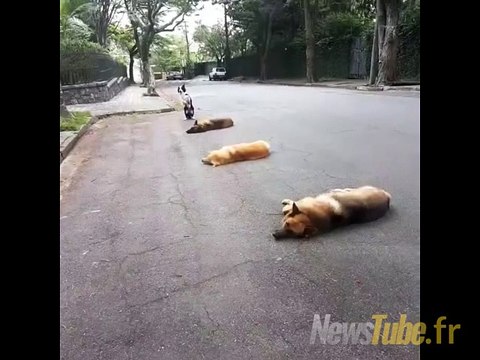 Voyons, mes amis sont contrôlés