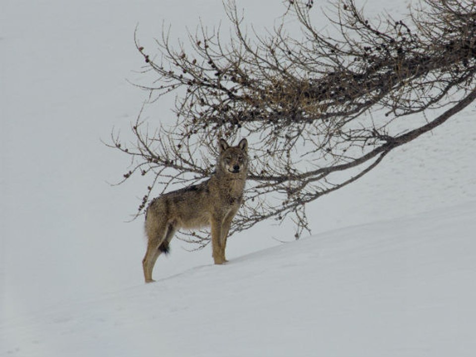 La Vallée des Loups: Trailer HD