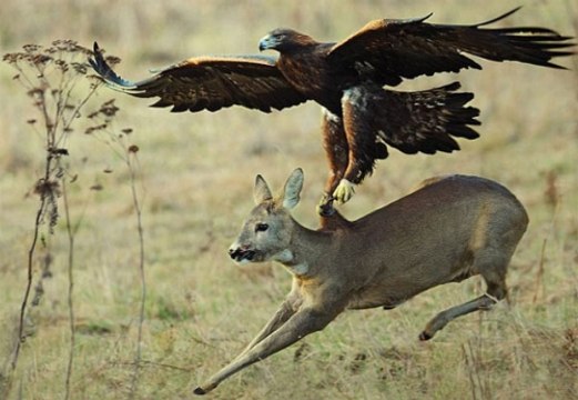Clip Chim săn mồi - Những cú vồ mồi đáng sợ của Đại bàng núi