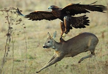 Clip Chim săn mồi - Những cú vồ mồi đáng sợ của Đại bàng núi