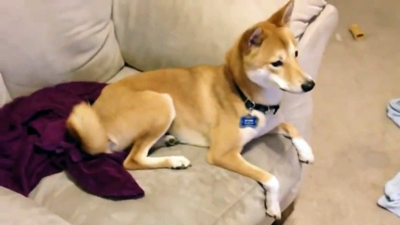 best funny animals-14