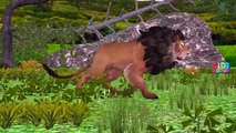 African Lion King Finger Family Songs | Female Lion Attacks Dinosaurs | Lion Videos For Kids