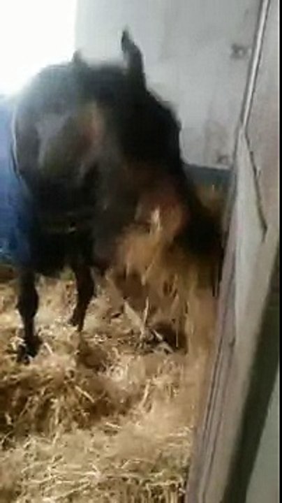 Horse shares with his friend