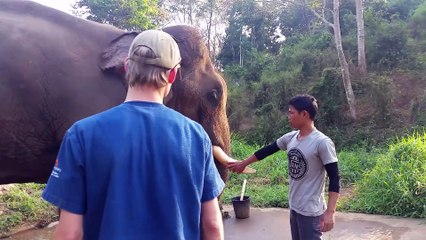 Le barrissement de cet éléphant ressemble au cri d'un dinosaure.