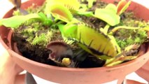 Venus Vliegenval eet GEEN EI | Plant spuugt eten weer uit | Proefje mislukt