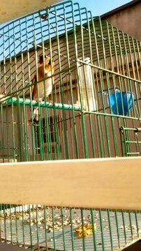 Chant du Chardonneret donnez nous vos avis de : Rima Roubi