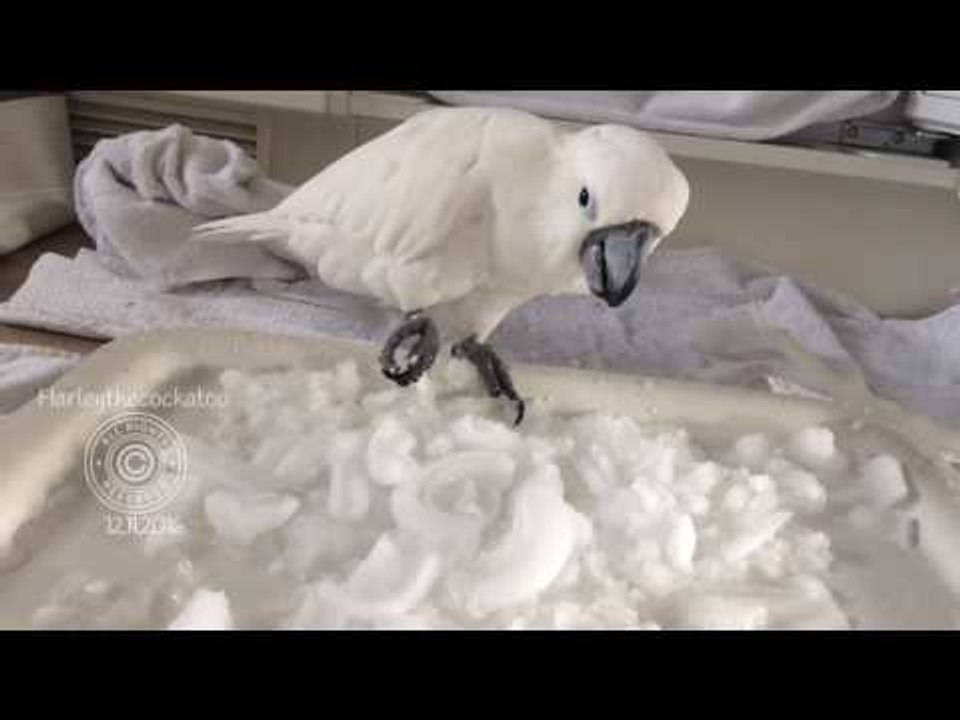 Ice Ice Birdie