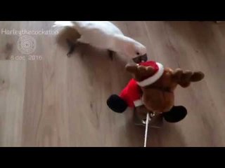 Persistent Bird Follows Santa Toy Around the House