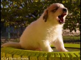 Chiot montagne des pyrénées male 4 patou de Gérone de la Plaine d'Astrée à 5 semaine