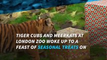 Christmas came early for the tigers and meerkats at the London Zoo