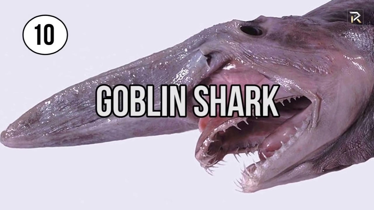 10 Monstres marins terrifiants... Priez pour ne jamais tomber dessus en mer