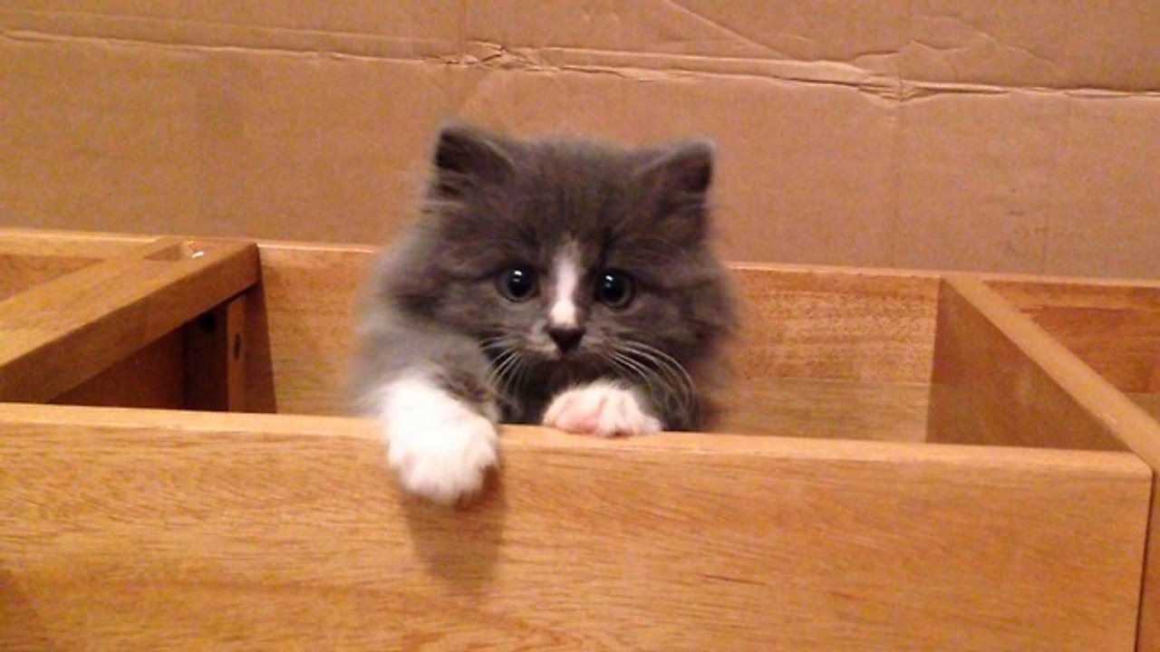 Fluffy kitten performs super cute escape routine