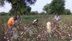Burkina faso, Professionnalisation des producteurs de coton