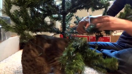 Blind kitten "helps" decorate Christmas tree