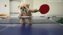 Munchkin the Shih Tzu is the cutest ping pong champion ever!
