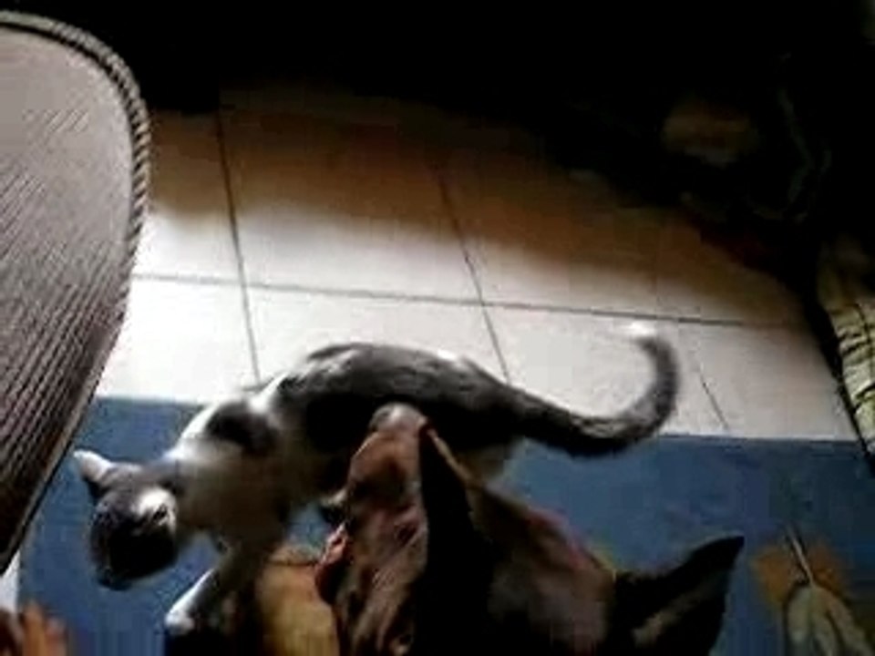chat vs doberman!!