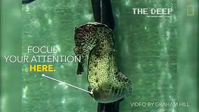 Male Sea Horses Give 2000 Births at Time