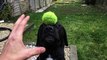 Amazing dog trick in super slow motion