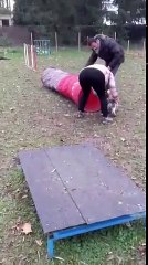 MARTY lors de son premier cours d'Agility !!!