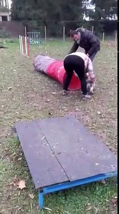 MARTY lors de son premier cours d'Agility !!!