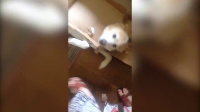 Nos chiens sont des gros boulets - Compilation de chiens coupables!