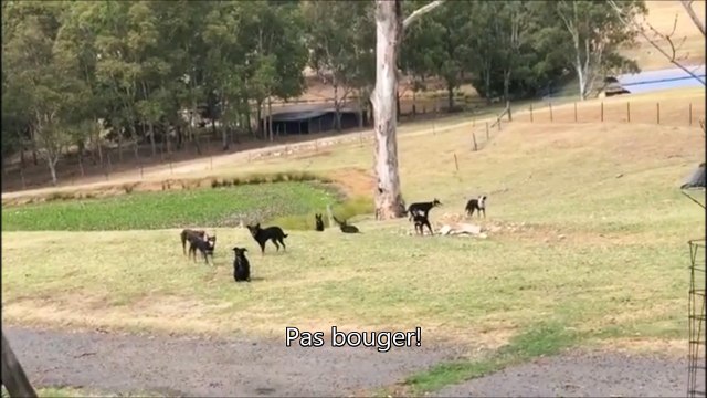 9 chiens dans un parc pour un Mannequin Challenge incroyable... Pas bouger!!!