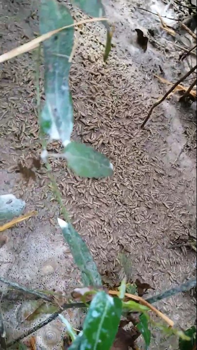 Ce thaïlandais a trouvé des milliers de vers dans son jardin. Flippant