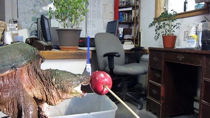 Ne pas mettre les doigts dans la gueule d'une tortue serpantine