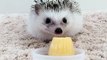 This happy hedgehog eating jelly is all the...