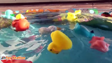 Learn Animals, Colors and Sounds With Squeaky Floating Bath Animals Toys