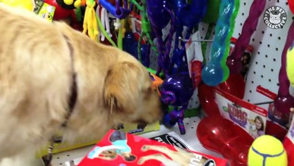 Funny Dog Logic Pet Video Compilation 2017