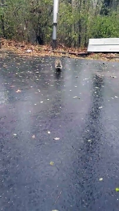 Fearless Raccoon Won't Leave Man and His Dog Alone