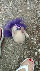 French Bulldog puppy sports her new tutu
