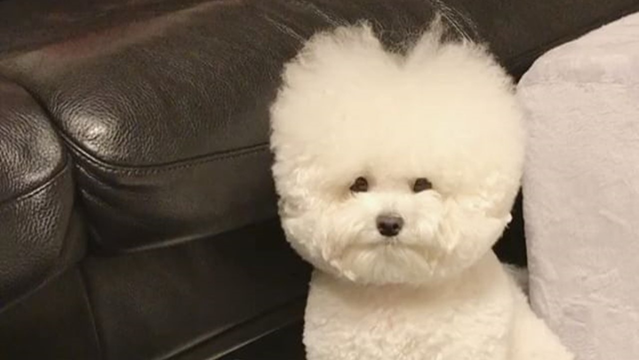 Bad hair day