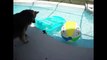 Cats Hate Water! - Funny Cats in Water Compilation 2016