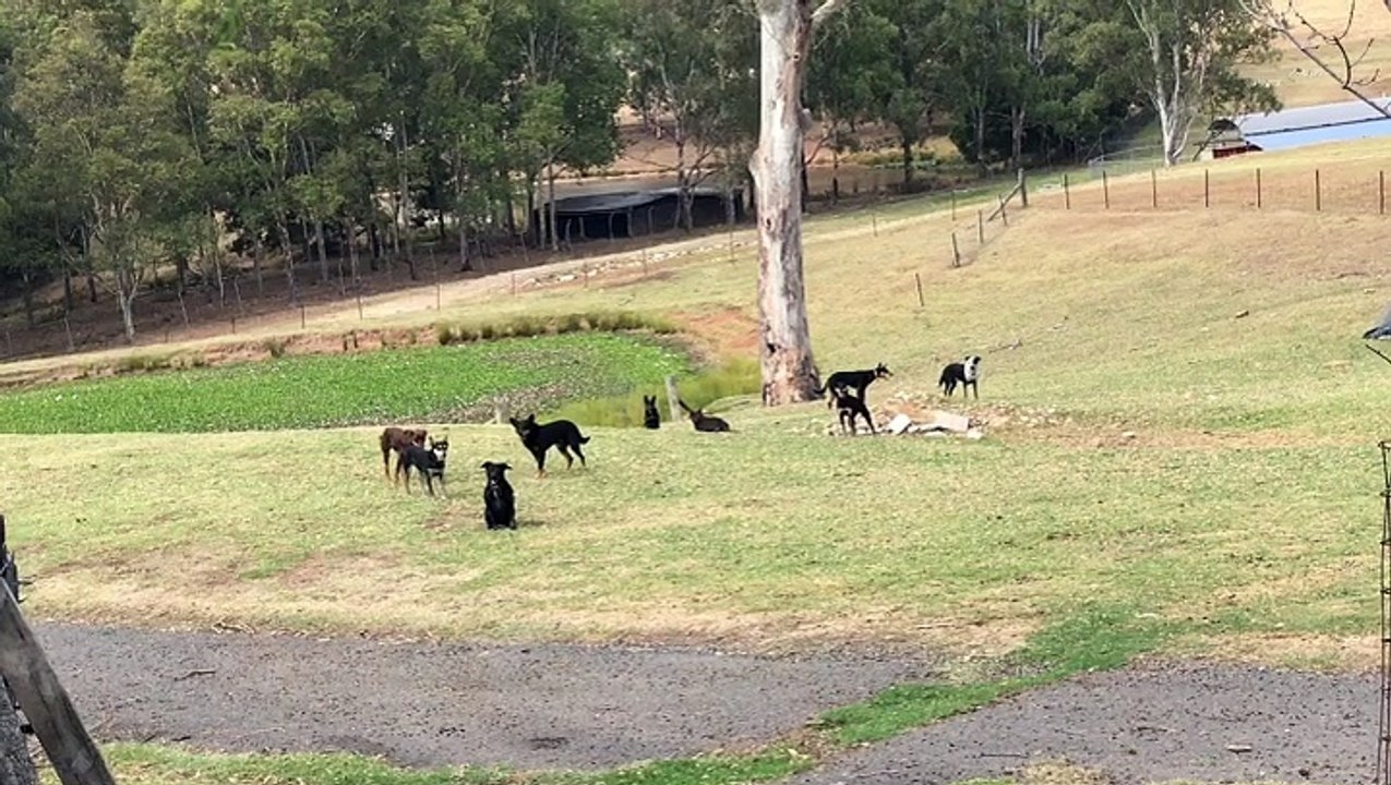 Dogs Do Mannequin Challenge