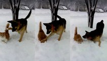 Un Chat Et Un Chien Jouent Dans La Neige Vidéo Dailymotion