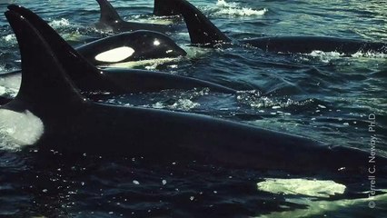 The 30-Second Video That's Terrifying SeaWorld
