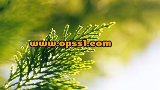 동탄오피 (Opss1.com) 오피에스 동탄키스방