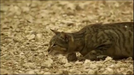 Mousr, el robot que acabará con los gatos gordos