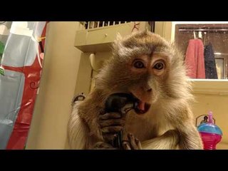 Monkey Tries to Cool Down With a Fan