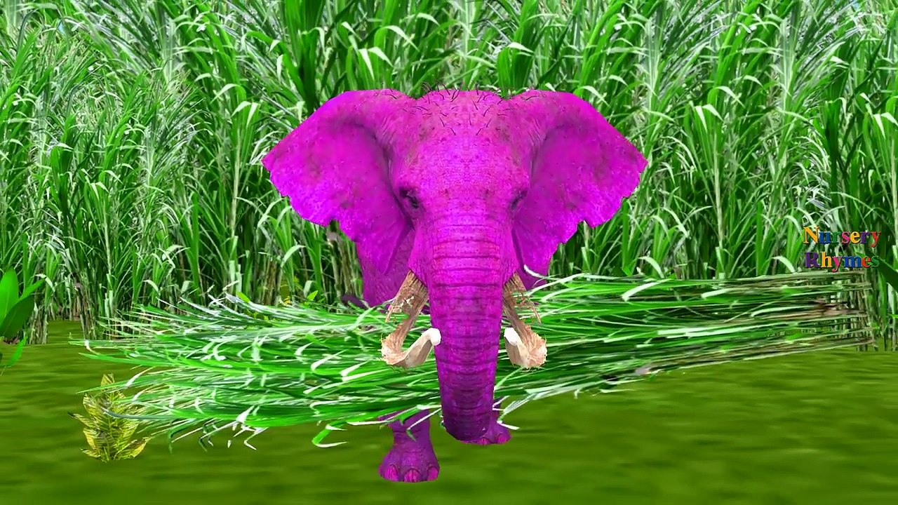 Colors Elephant Singing Finger Family And Wee Willie Winkie and More Children Nursery Rhymes
