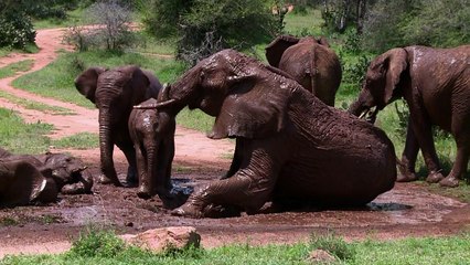 L'Homme prendrait-il enfin au sérieux le massacre des éléphants?