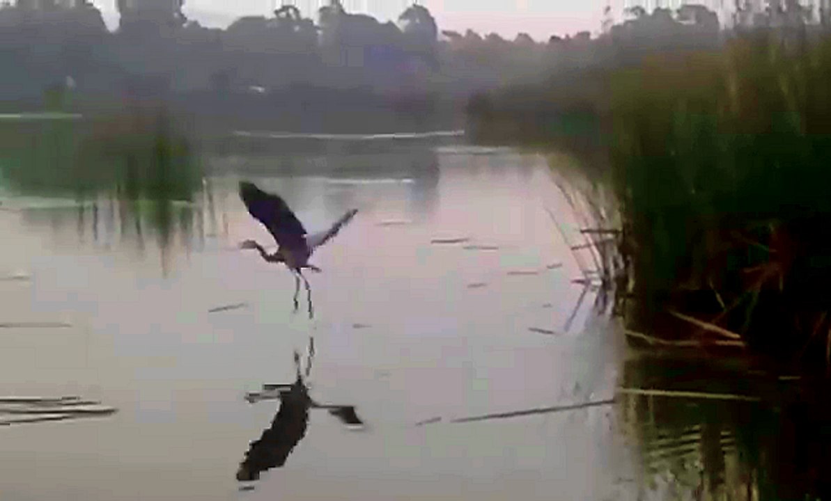 Watching Wild Birds [ IRVINE CA]