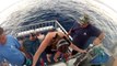 Shark Cage Dive Hawaii North Shore HD