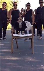 Un singe gangster fait le thug, insolite !