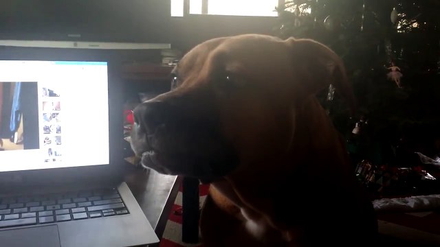 Ce chien aboie d'une façon très originale